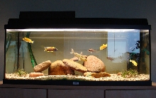 160L Juwel Cichlid tank