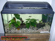 freshwater tank 54l