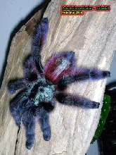 Avicularia versicolor