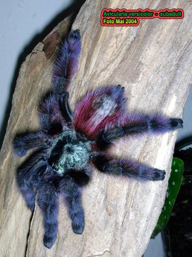 Avicularia versicolor
