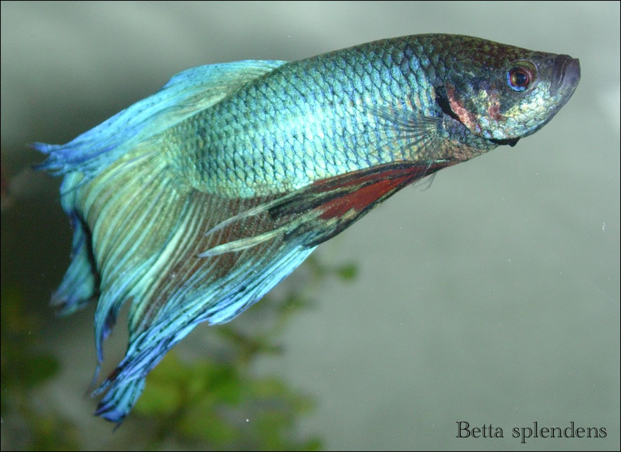 Betta splendens - male