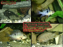 neotropic cichlids