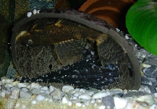 ancistrus spec /  (Agamyxis pectinifrons