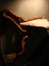 Pantherophis guttatus