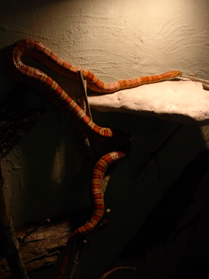 Pantherophis guttatus