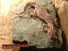 Eublepharis-Macularius 0.1 female