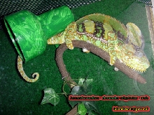 chamaeleo calyptratus - subadult male