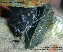Kammdornwels agamyxis pectinifrons