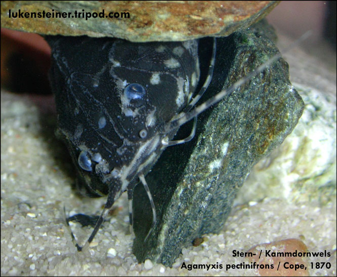 Kammdornwels agamyxis pectinifrons