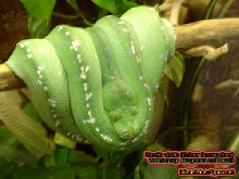 Morelia viridis (Grüner Baumpython)
