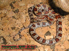 Pantherophis guttatus elaphe guttata g.