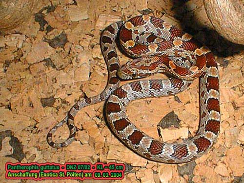 Pantherophis guttatus elaphe guttata g.