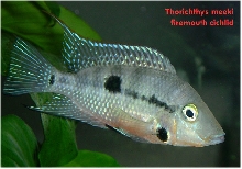 firemouth cichlid male
