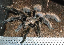 brachypelma albopilosum male