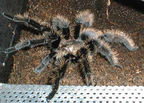 brachypelma albopilosum male