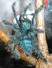 avicularia versicolor spiderling