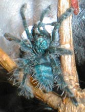 avicularia versicolor spiderling