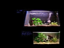 old and new aquarium / 2,2 firemouth