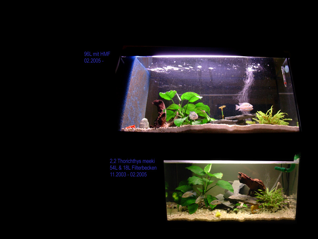 old and new aquarium / 2,2 firemouth