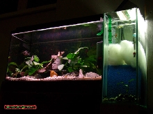60 L   20 L Filterbecken