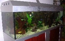 750L cichlid tank