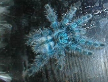avicularia versicolor spiderling - born 05.2002
