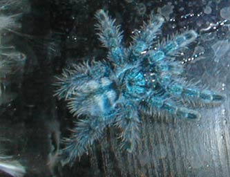 avicularia versicolor spiderling - born 05.2002