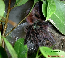 avicularia versicolor