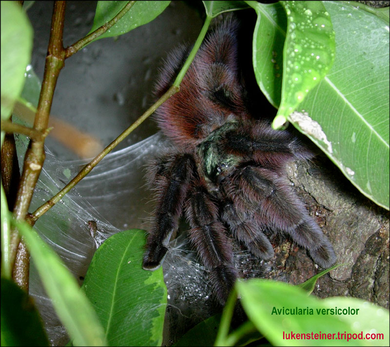 avicularia versicolor