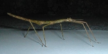 bacculum extradentatum - vietnam