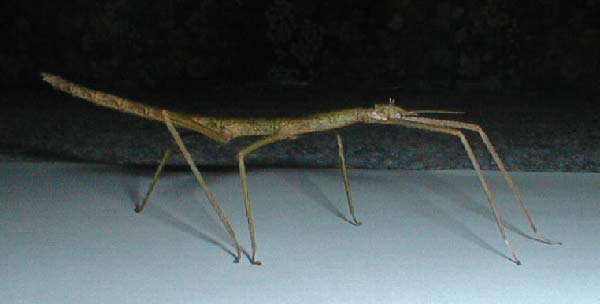 bacculum extradentatum - vietnam
