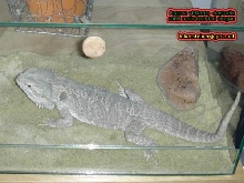 pogona vitticeps male adult