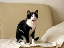 tomcat tongue