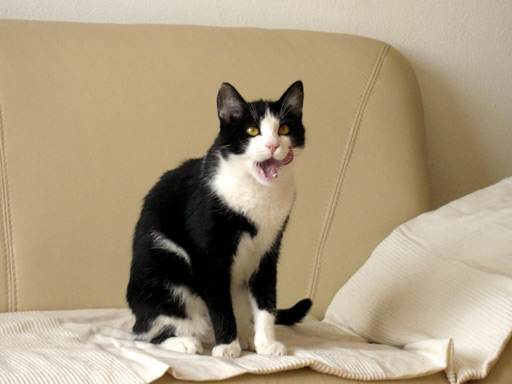 tomcat tongue