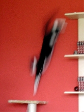 cat jumping