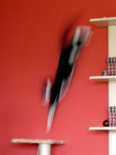 cat jumping