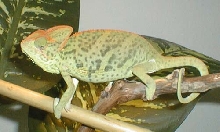 c. calyptratus- jemen