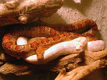 1.0.1 cornsnakes nominat and snow