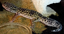 macularius female