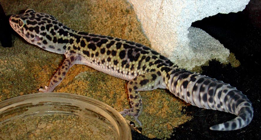 macularius female