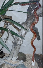Pantherophis guttatus feeding