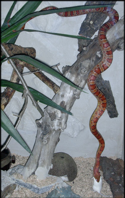 Pantherophis guttatus feeding