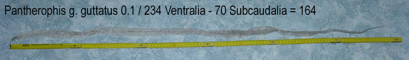 Pantherophis guttatus shed female
