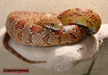 corn subadult