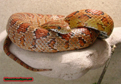 corn subadult