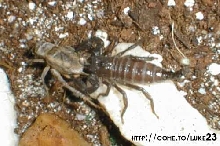 euscorpius spec. ex croatia