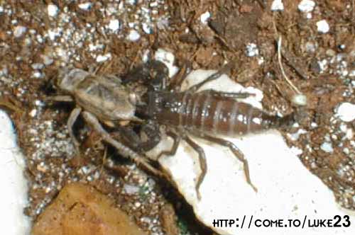 euscorpius spec. ex croatia