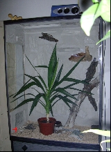 pantherophis guttatus normal and snow corn in new tank