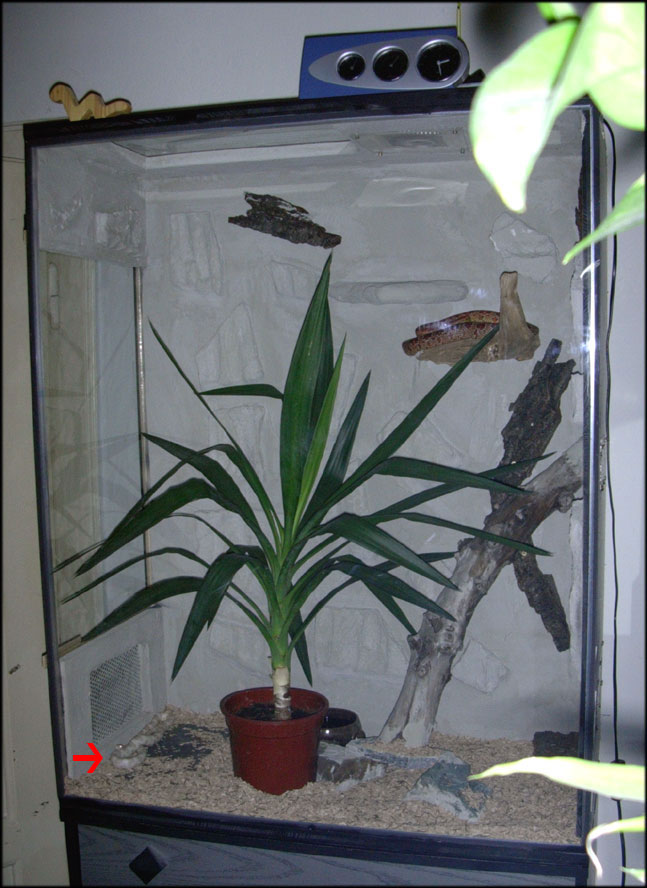 pantherophis guttatus normal and snow corn in new tank