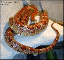 Pantherophis guttatus - tail